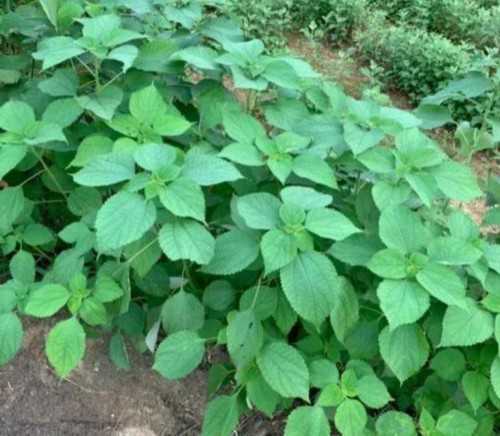 陕西哪里可以冷冻卵子?,陕西冻卵费用是多少